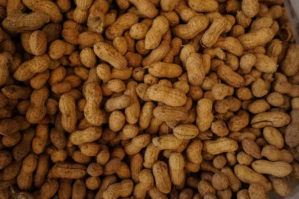 В Псковской области Управлением Россельхознадзора предотвращен ввоз арахиса с неподтвержденными показателями качества и безопасности